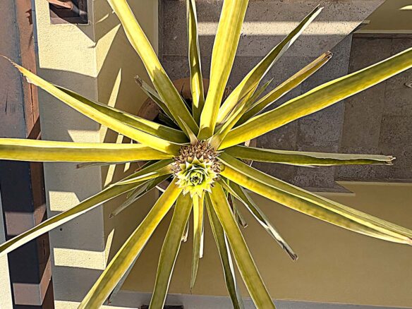 Available NOW. Total tranquility ! Disponibilidad AHORITA. Todo tranquilidad !